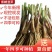 现挖紫红新韭菜根宽叶韭菜苗室内阳台四季盆栽大叶韭菜根庭院