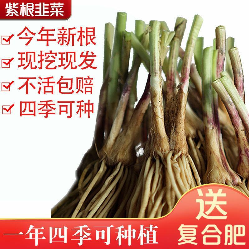 现挖紫红新韭菜根宽叶韭菜苗室内阳台四季盆栽大叶韭菜根庭院