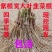 现挖紫红新韭菜根宽叶韭菜苗室内阳台四季盆栽大叶韭菜根庭院