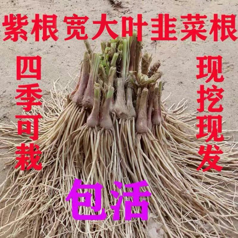 现挖紫红新韭菜根宽叶韭菜苗室内阳台四季盆栽大叶韭菜根庭院