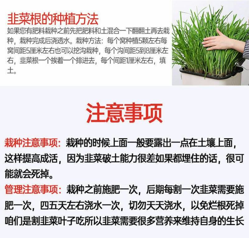 现挖紫红新韭菜根宽叶韭菜苗室内阳台四季盆栽大叶韭菜根庭院