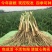 现挖紫红新韭菜根宽叶韭菜苗室内阳台四季盆栽大叶韭菜根庭院