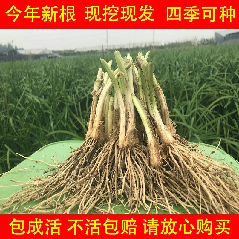 现挖紫红新韭菜根宽叶韭菜苗室内阳台四季盆栽大叶韭菜根庭院