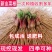 现挖紫红新韭菜根宽叶韭菜苗室内阳台四季盆栽大叶韭菜根庭院