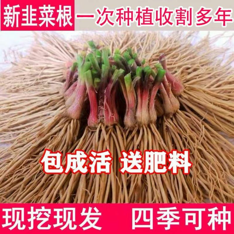 现挖紫红新韭菜根宽叶韭菜苗室内阳台四季盆栽大叶韭菜根庭院