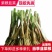 现挖紫红新韭菜根宽叶韭菜苗室内阳台四季盆栽大叶韭菜根庭院