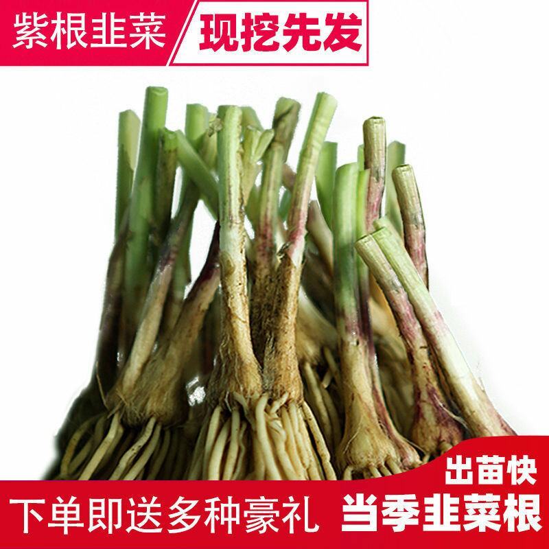 现挖紫红新韭菜根宽叶韭菜苗室内阳台四季盆栽大叶韭菜根庭院