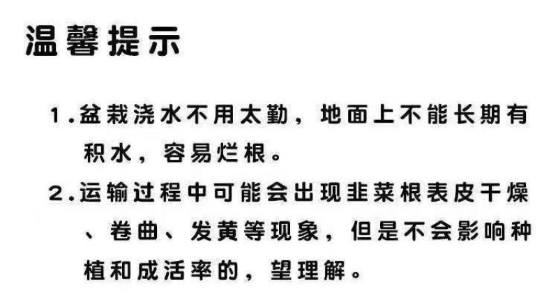 现挖紫红新韭菜根宽叶韭菜苗室内阳台四季盆栽大叶韭菜根庭院