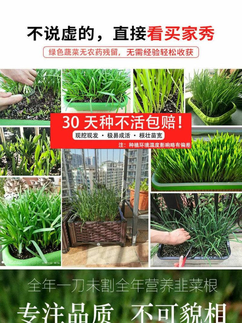 现挖紫红新韭菜根宽叶韭菜苗室内阳台四季盆栽大叶韭菜根庭院