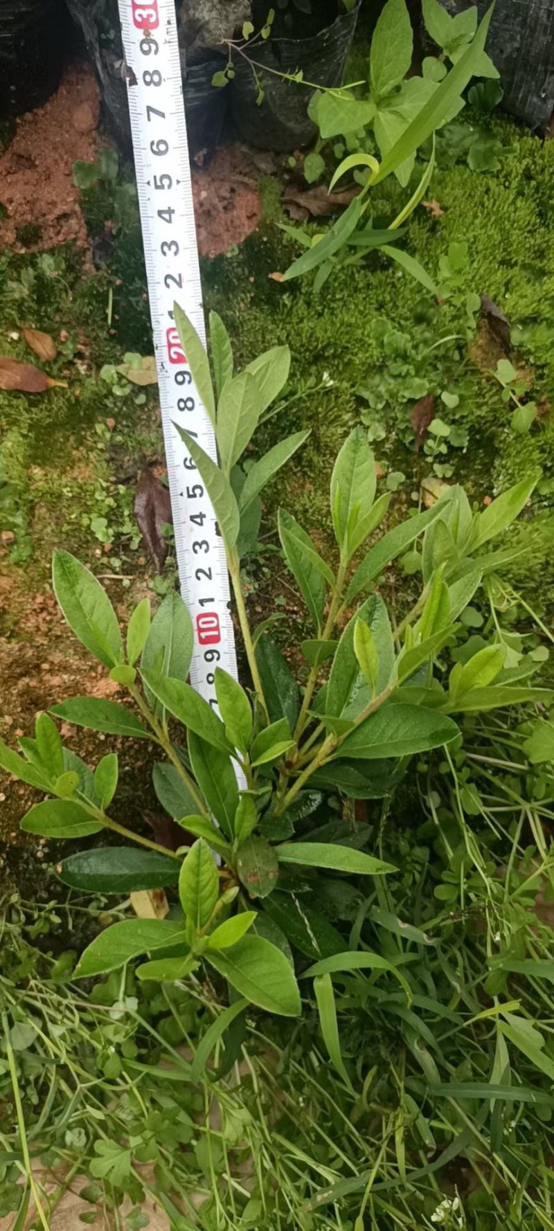 毛杜鹃各种规格颜色，有需要的联系欢迎新老客户下单