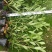 毛杜鹃各种规格颜色，有需要的联系欢迎新老客户下单