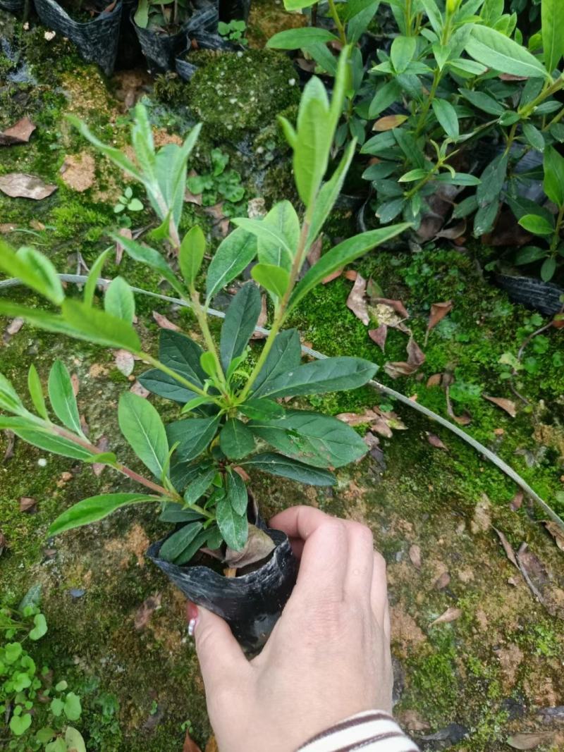 毛杜鹃各种规格颜色，有需要的联系欢迎新老客户下单