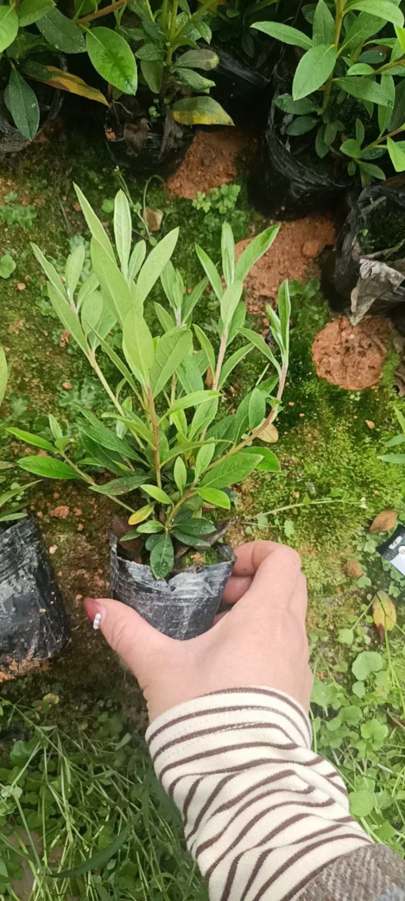 毛杜鹃各种规格颜色，有需要的联系欢迎新老客户下单