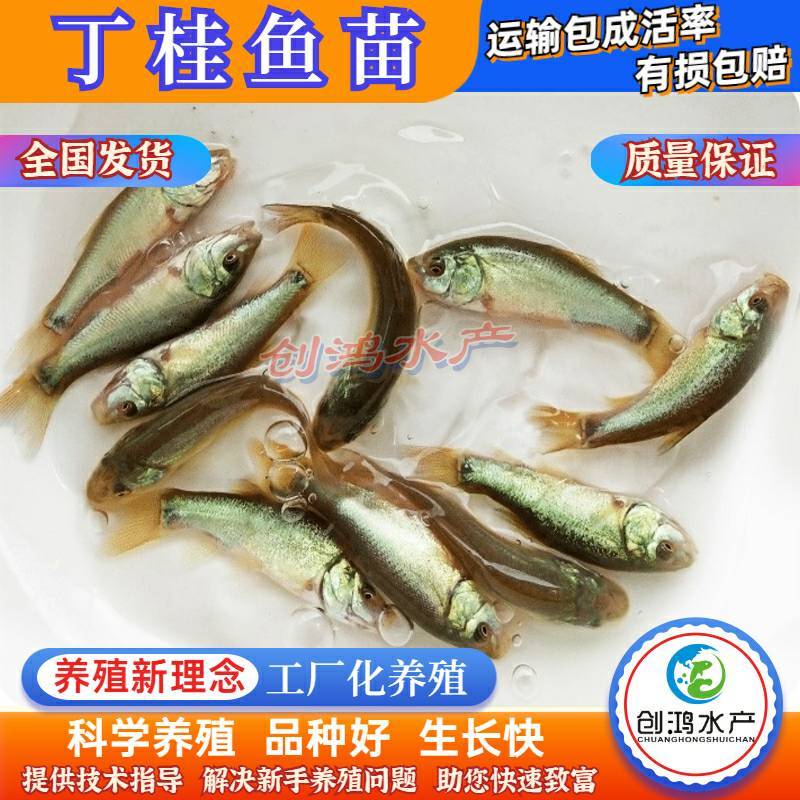 【2023新苗】丁桂鱼鱼苗欧洲丁鱥鱼苗丁桂鱼水花供应