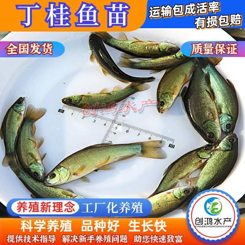 【2023新苗】丁桂鱼鱼苗欧洲丁鱥鱼苗丁桂鱼水花供应