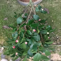 茶花，各种规格颜色有需要的欢迎新老客户