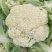 精品清梗有机花菜