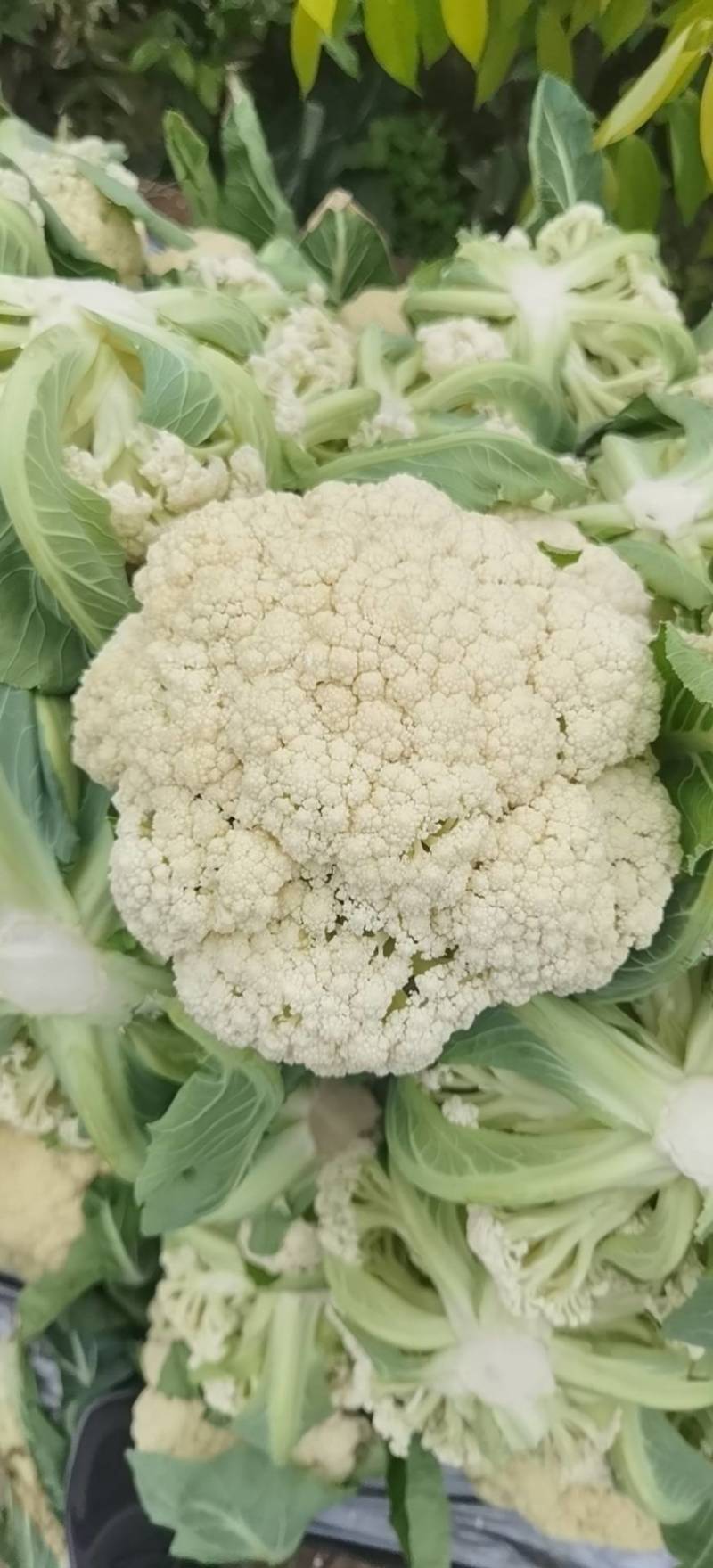 精品清梗有机花菜