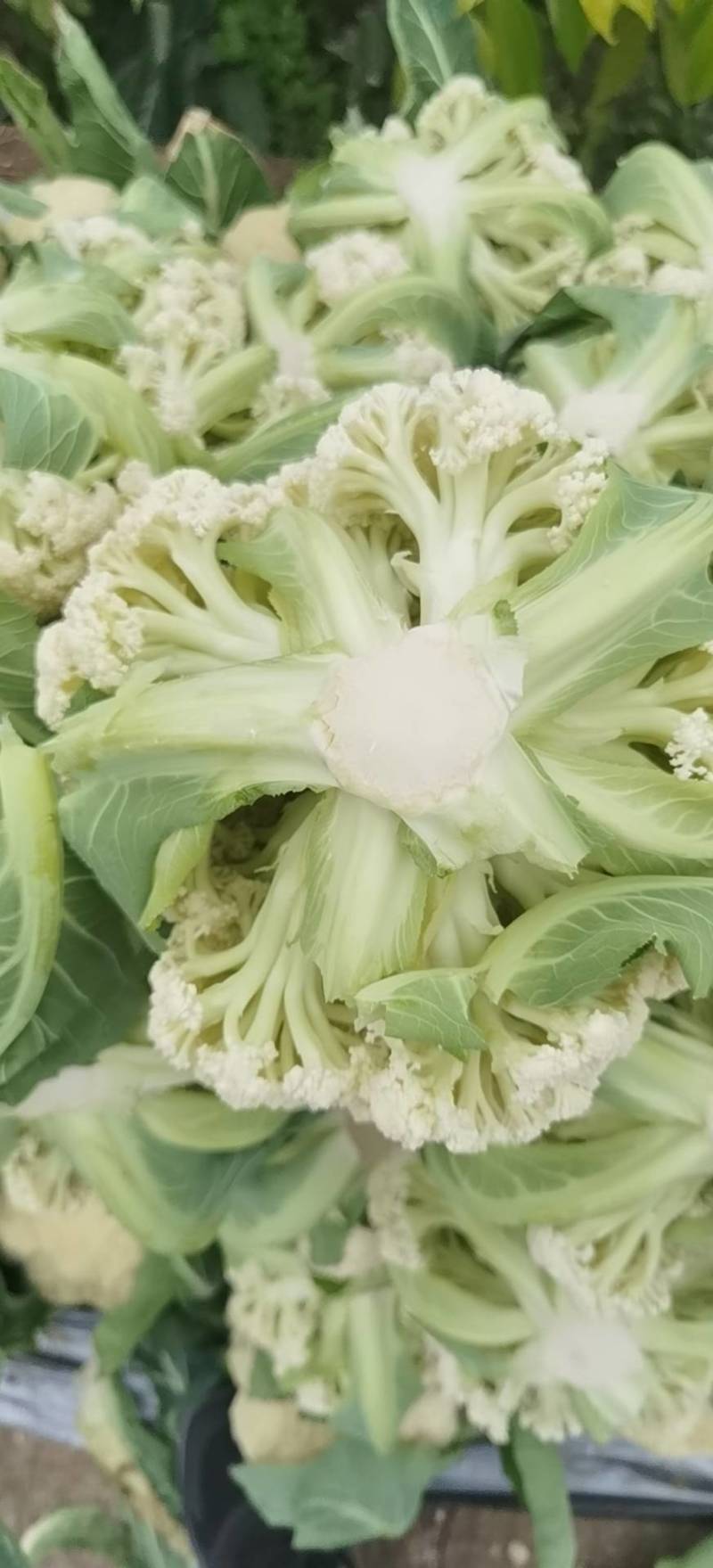 精品清梗有机花菜