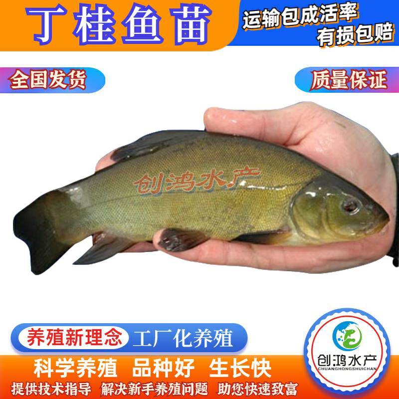 【2023新苗】欧洲丁鱥鱼苗丁桂鱼苗丁桂鱼水花