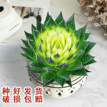 特价雪花芦荟盆栽多肉植物室内好养活四季常绿花卉除甲醛绿植