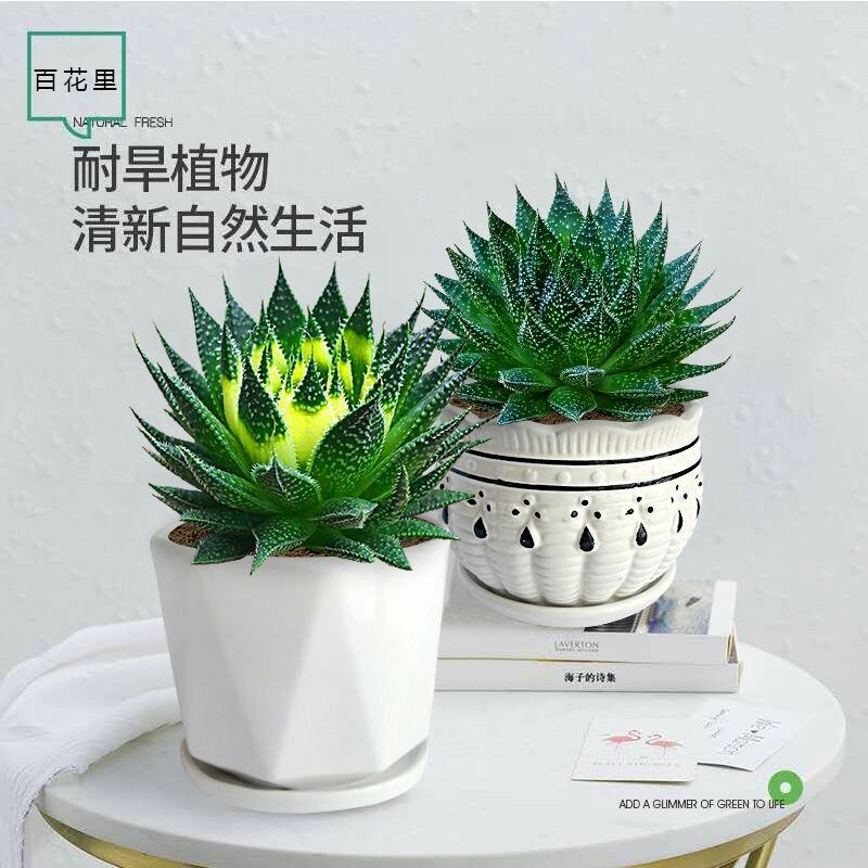 特价雪花芦荟盆栽多肉植物室内好养活四季常绿花卉除甲醛绿植