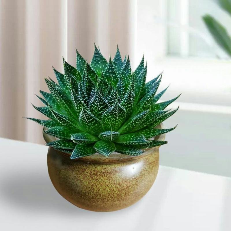 特价雪花芦荟盆栽多肉植物室内好养活四季常绿花卉除甲醛绿植