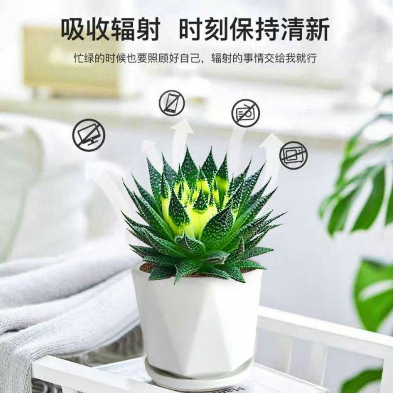 特价雪花芦荟盆栽多肉植物室内好养活四季常绿花卉除甲醛绿植