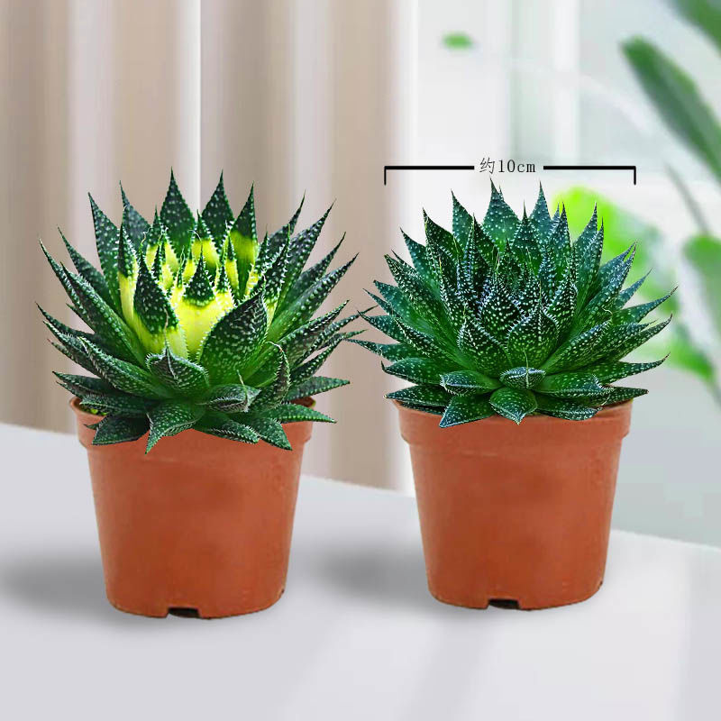 特价雪花芦荟盆栽多肉植物室内好养活四季常绿花卉除甲醛绿植