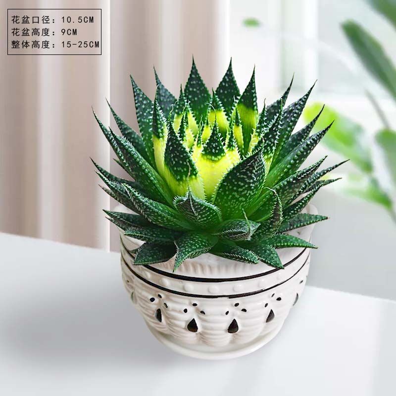特价雪花芦荟盆栽多肉植物室内好养活四季常绿花卉除甲醛绿植