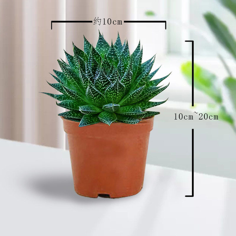 特价雪花芦荟盆栽多肉植物室内好养活四季常绿花卉除甲醛绿植