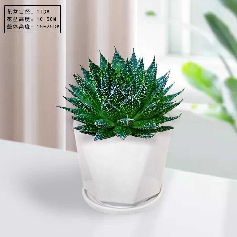 特价雪花芦荟盆栽多肉植物室内好养活四季常绿花卉除甲醛绿植