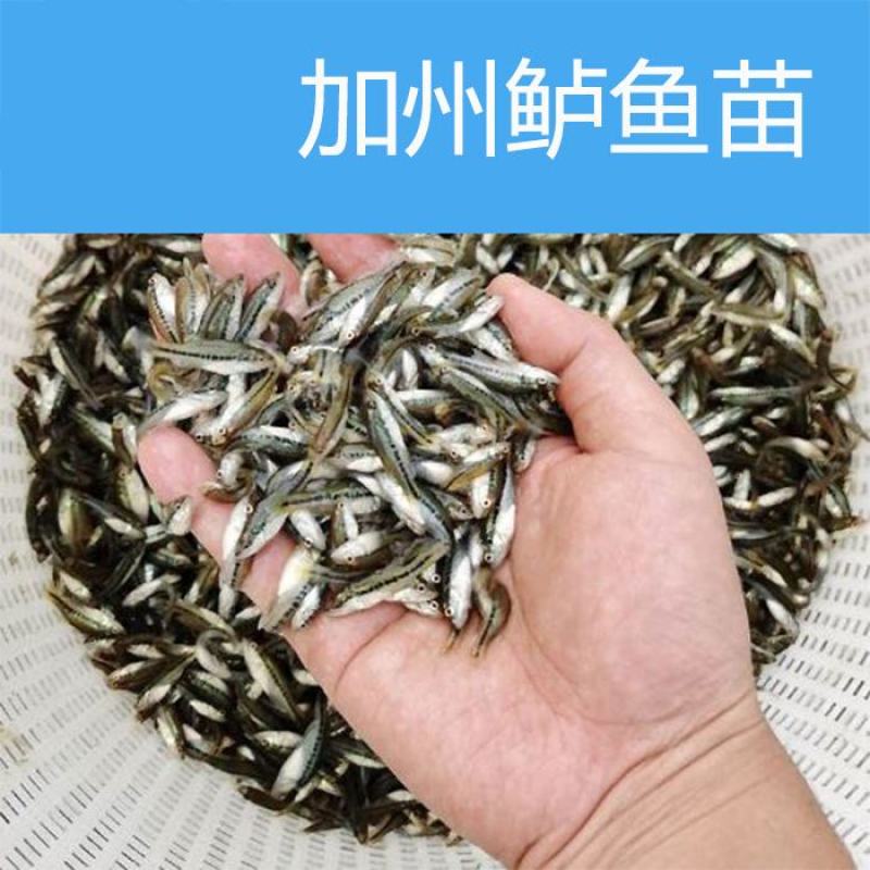 广东优质鲈鱼鲈鱼苗加州鲈鱼苗训料加州鲈鱼苗