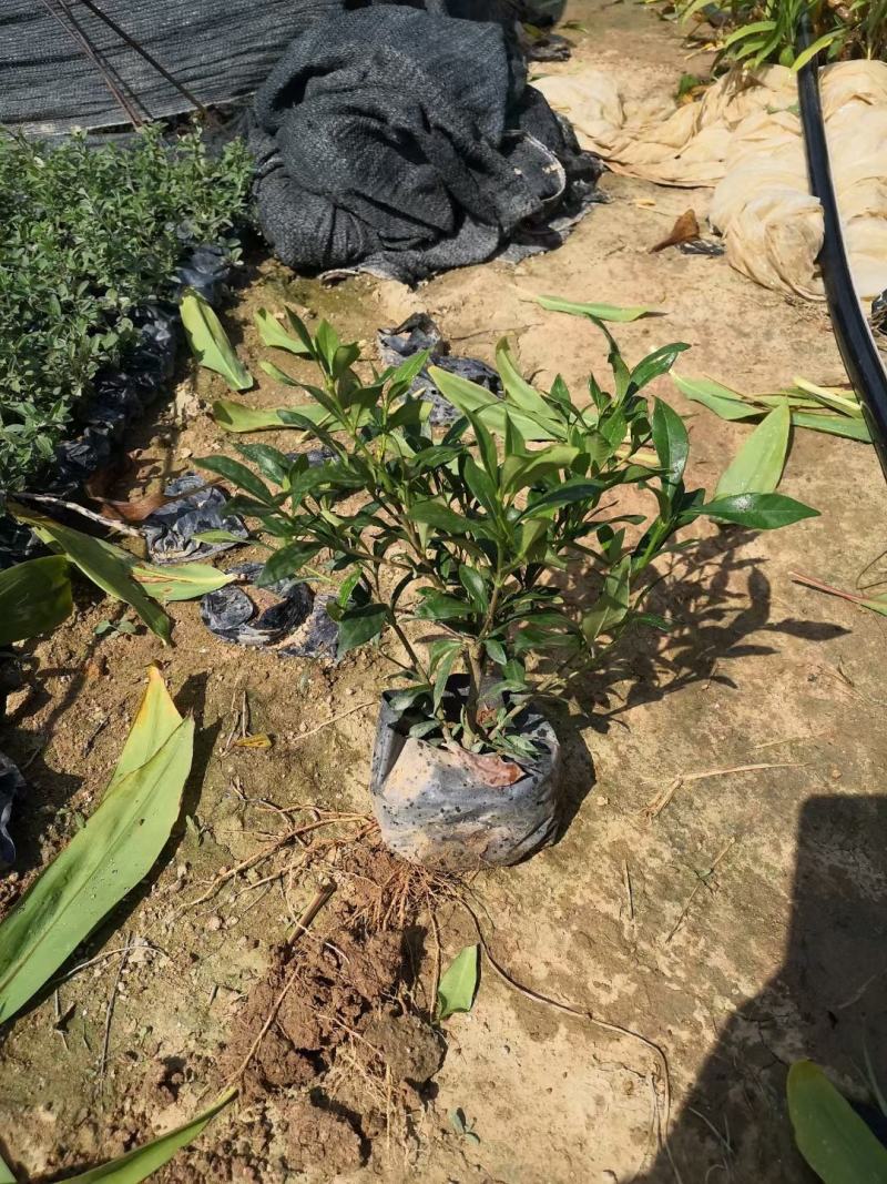 栀子花各种规格，大叶栀子小叶栀子中叶栀子。