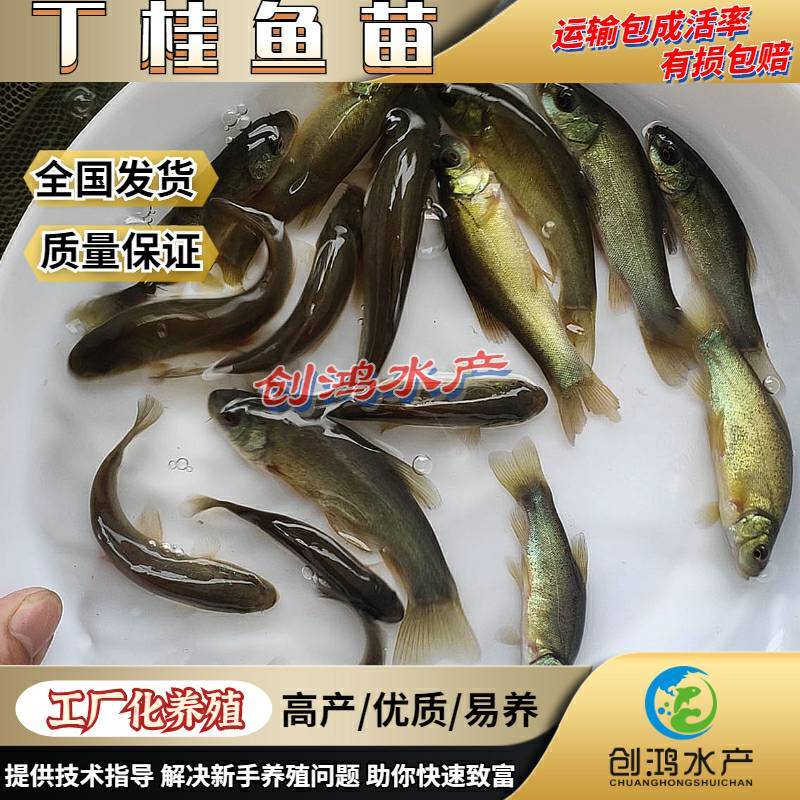 【2023新苗】欧洲丁鱥鱼苗丁桂鱼苗丁桂鱼水花