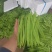 山东省聊城-扁豆-绿扁豆无丝豆2厘米以上20厘米以上