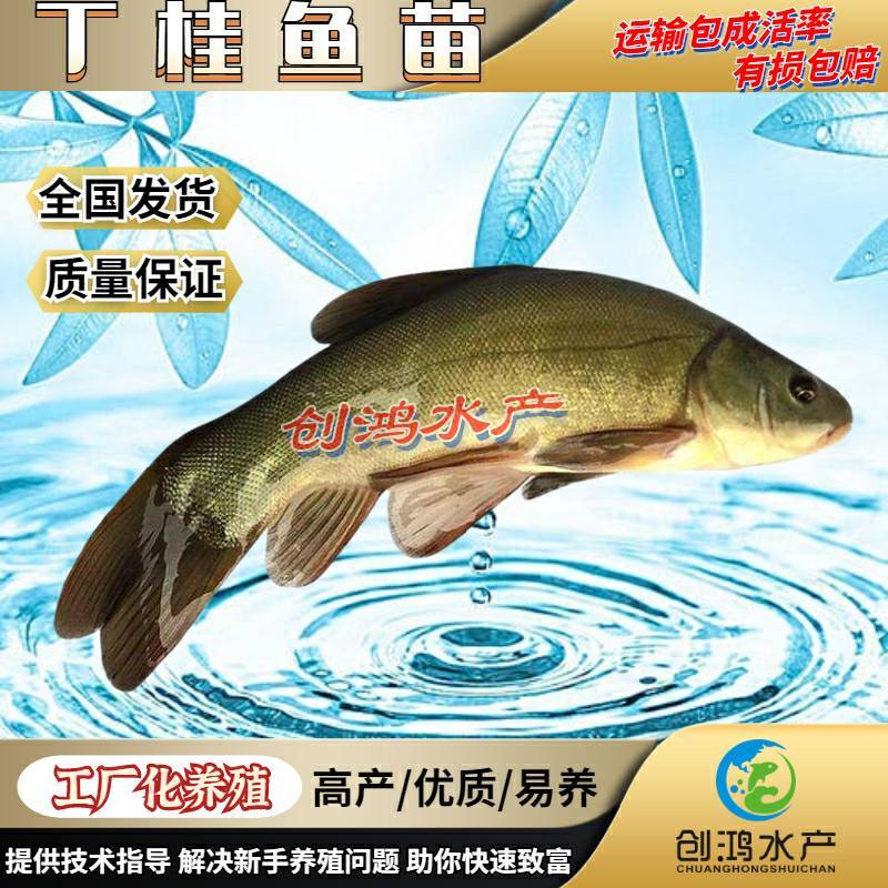 【2023新苗】欧洲丁鱥鱼苗丁桂鱼苗丁桂鱼水花