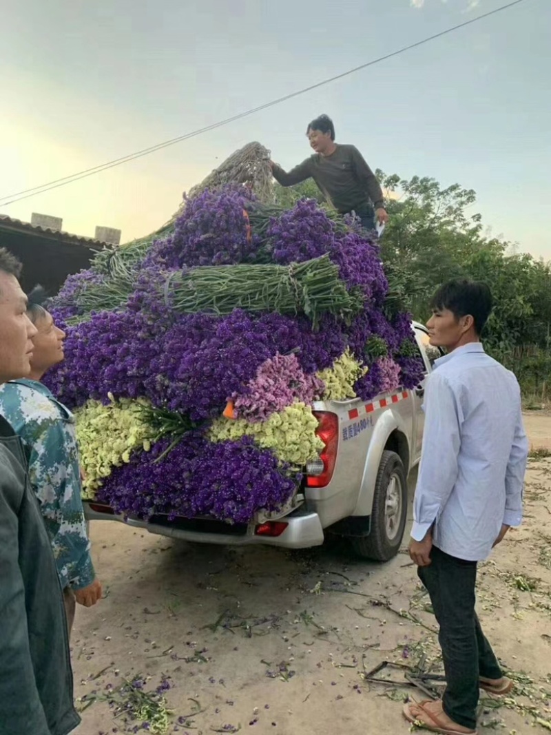 鲜花称斤卖，忽忘我，产地直销，颜色多多，品种齐一手货源