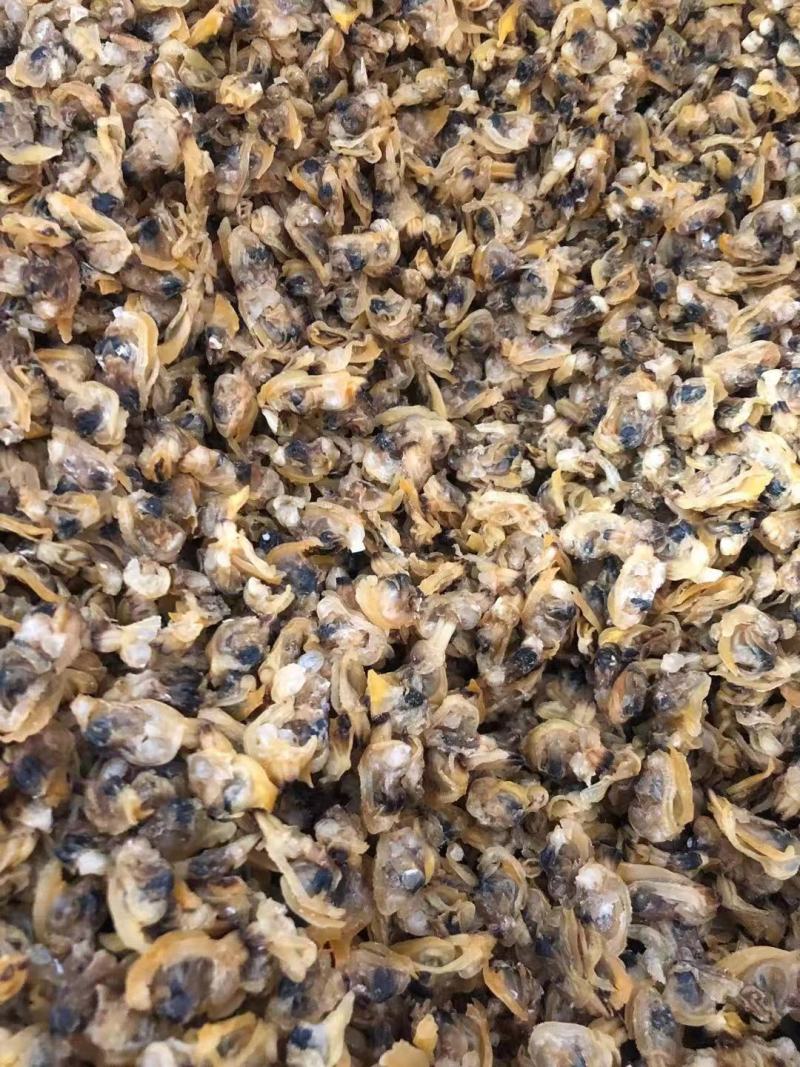 【一件代发】青岛特产无沙纯淡蛤蜊肉质优价廉对接商超包邮