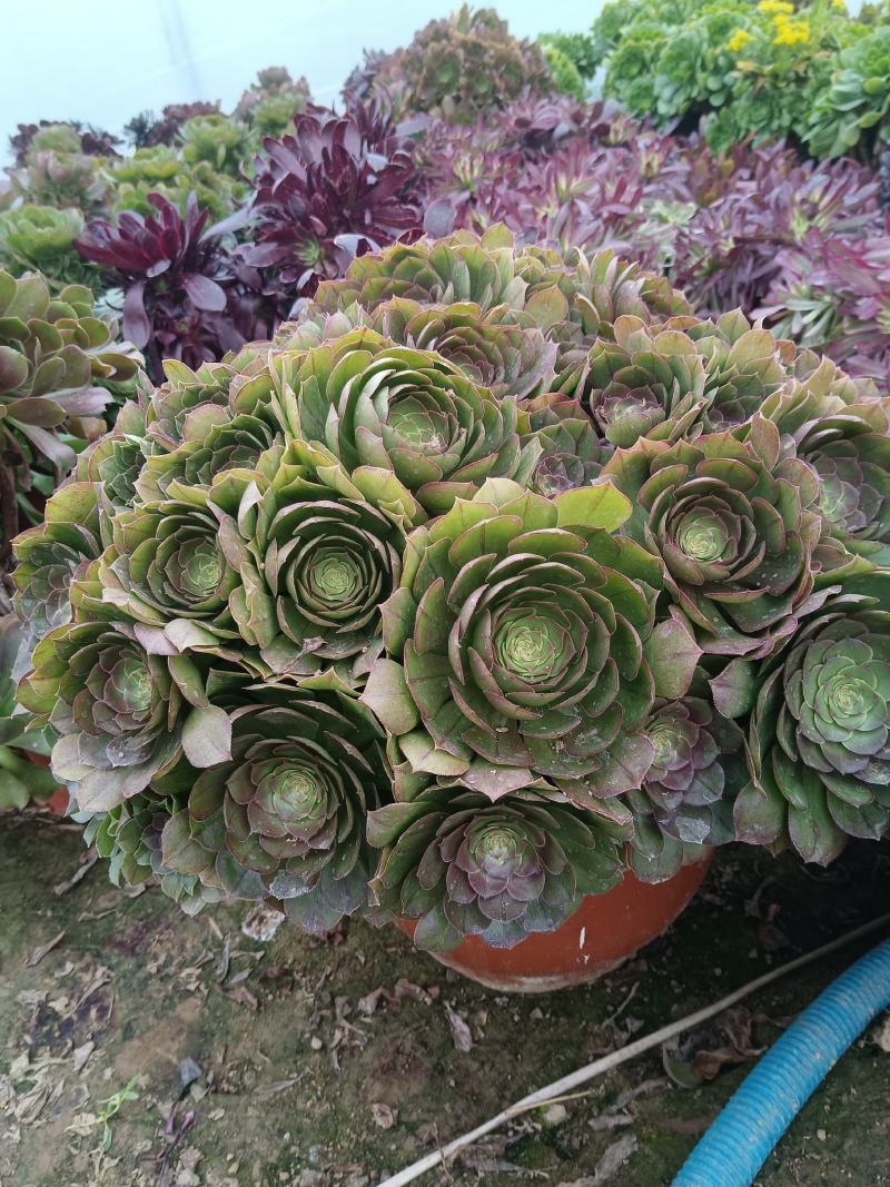 万圣节法师多头老桩红心万圣节大捧花手捧花特价批发