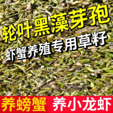 轮叶黑藻芽孢灯笼草节节草轮叶黑草种子包邮