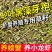 轮叶黑藻芽孢灯笼草节节草轮叶黑草种子包邮