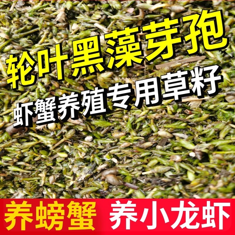 轮叶黑藻芽孢灯笼草节节草轮叶黑草种子包邮