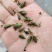 轮叶黑藻芽孢灯笼草节节草轮叶黑草种子包邮