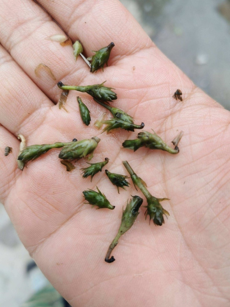 轮叶黑藻芽孢灯笼草节节草轮叶黑草种子包邮