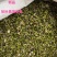 轮叶黑藻芽孢灯笼草节节草轮叶黑草种子包邮