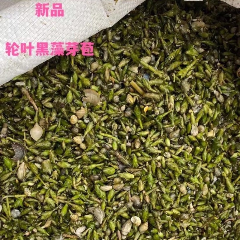 轮叶黑藻芽孢灯笼草节节草轮叶黑草种子包邮