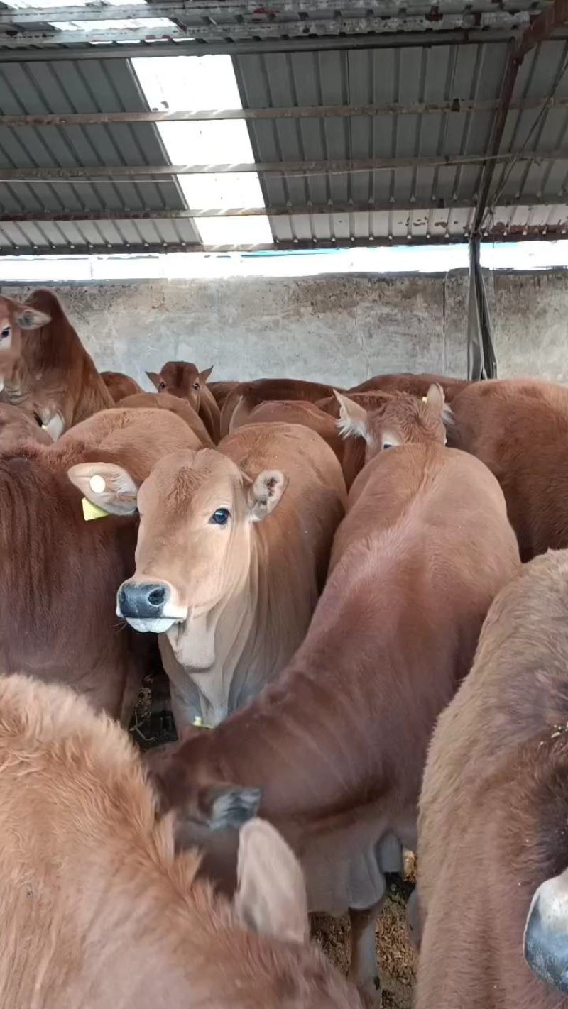 肉牛价格，改良黄牛犊，湖南肉牛养殖场出售肉牛犊，包运输