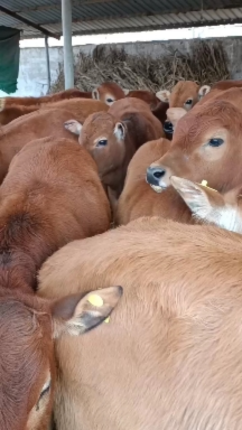 肉牛价格，改良黄牛犊，湖南肉牛养殖场出售肉牛犊，包运输