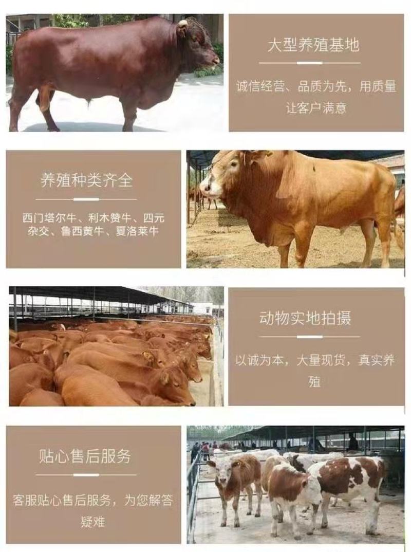 肉牛价格，改良黄牛犊，湖南肉牛养殖场出售肉牛犊，包运输